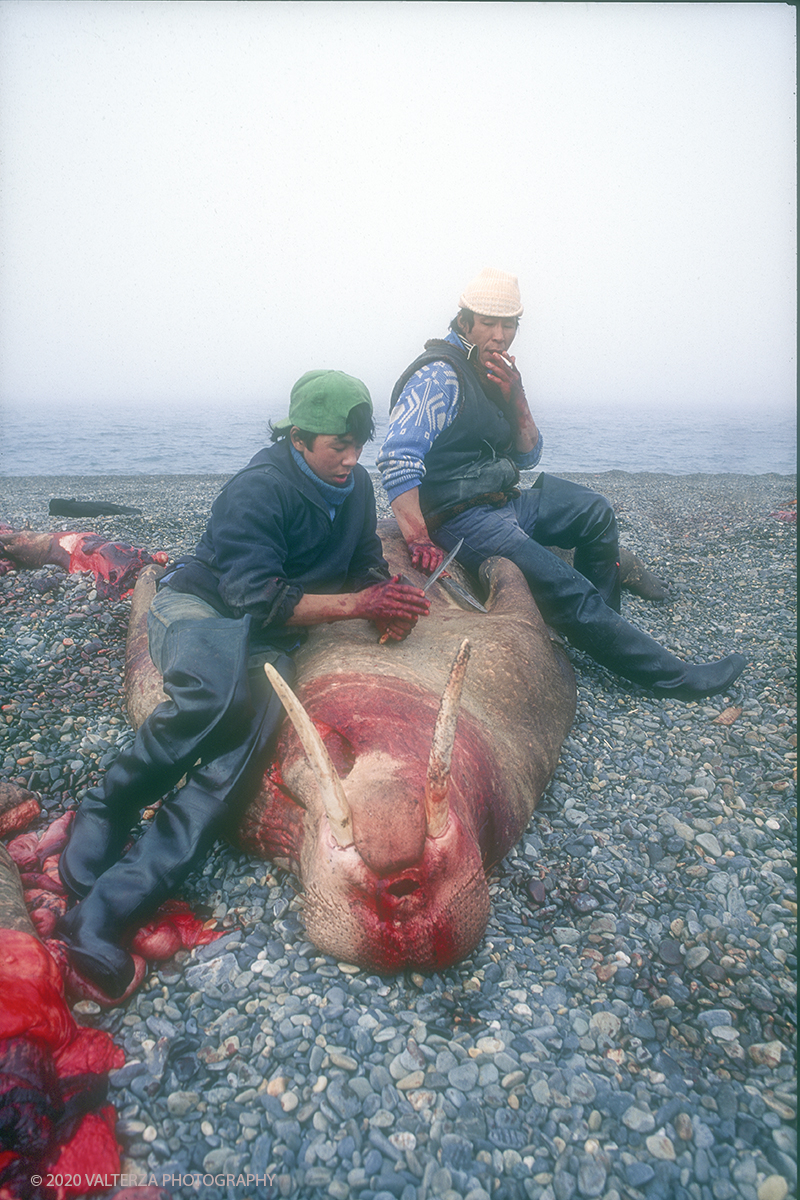 151 V SIBERIA .jpg - Luglio/Agosto 1992. Siberia, terra dei Chukchi. Nell'oceano artico  125 Km a nord-est della penisola dei Chukchi (Siberia) c'Ã¨ l'isola di Wrangel, essa ospita piÃ¹ del doppio di specie vegetali (417) di qualsiasi territorio artico a paritÃ  di superficie nonchÃ¨ 30 specie diverse di uccelli oltre ad orsi polari, foche e trichechi ; per questo motivo   Ã¨ stata proclamata patrimonio dell'umanitÃ  dall'UNESCO. Nella foto Uelen , momenti della macellazione dei trichechi cacciati.